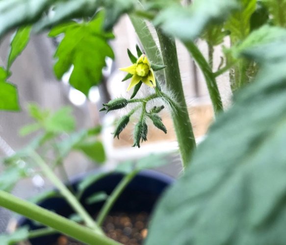 ミニトマトの花が咲いた