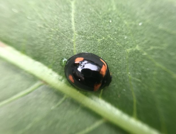 オクラについたテントウムシ