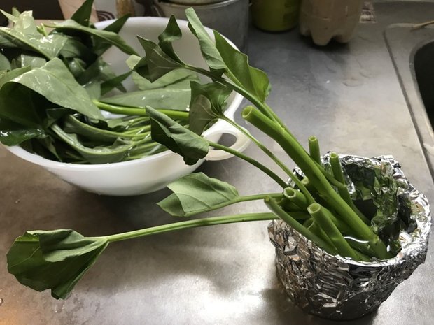 空芯菜の挿し穂