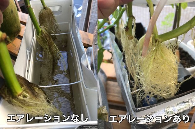 エアレーションあり・なしでの空芯菜の根の状態