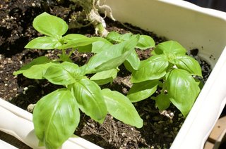 初心者でも簡単！バジルのプランター菜園、毎日使えるハーブ