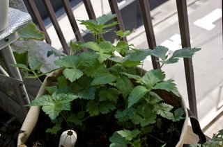 半日陰で育てるミツバのベランダ菜園