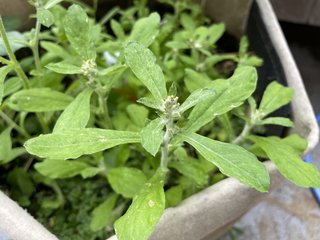 プランターで生えた謎の雑草の名前を調べてみた【東京ベランダ菜園】