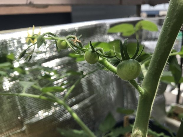 ミニトマトの連なる実