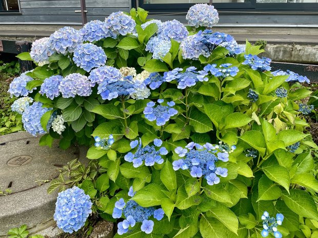 近所の紫陽花