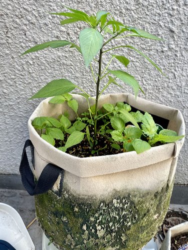 紫蘇とともに